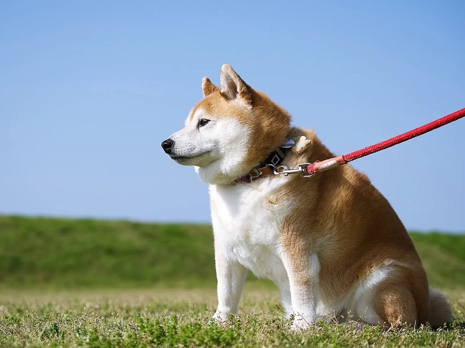 遺影に母と愛犬のツーショット写真を使いたいのですが、ペットが生きているように見えず不自然でしょうか？