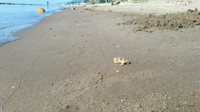 海なし県の埼玉に住んでいます。都心部の葬儀社でも海洋散骨に対応しているのでしょうか?